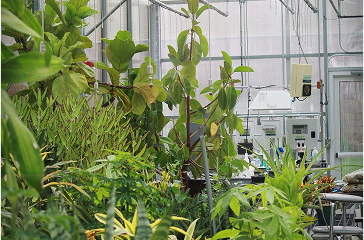 Plantes